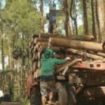 Sikat Asal Nama, Operasional HPH di Tanimbar Diduga Tabrak Aturan Batas Diameter Pohon yang Boleh Ditebang IMG-20260906-WA0020
